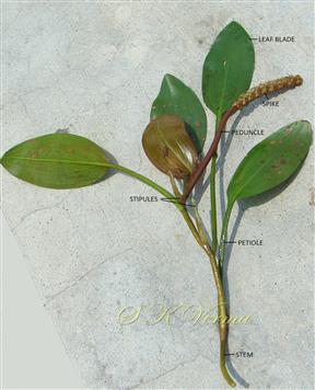  Fertile branch